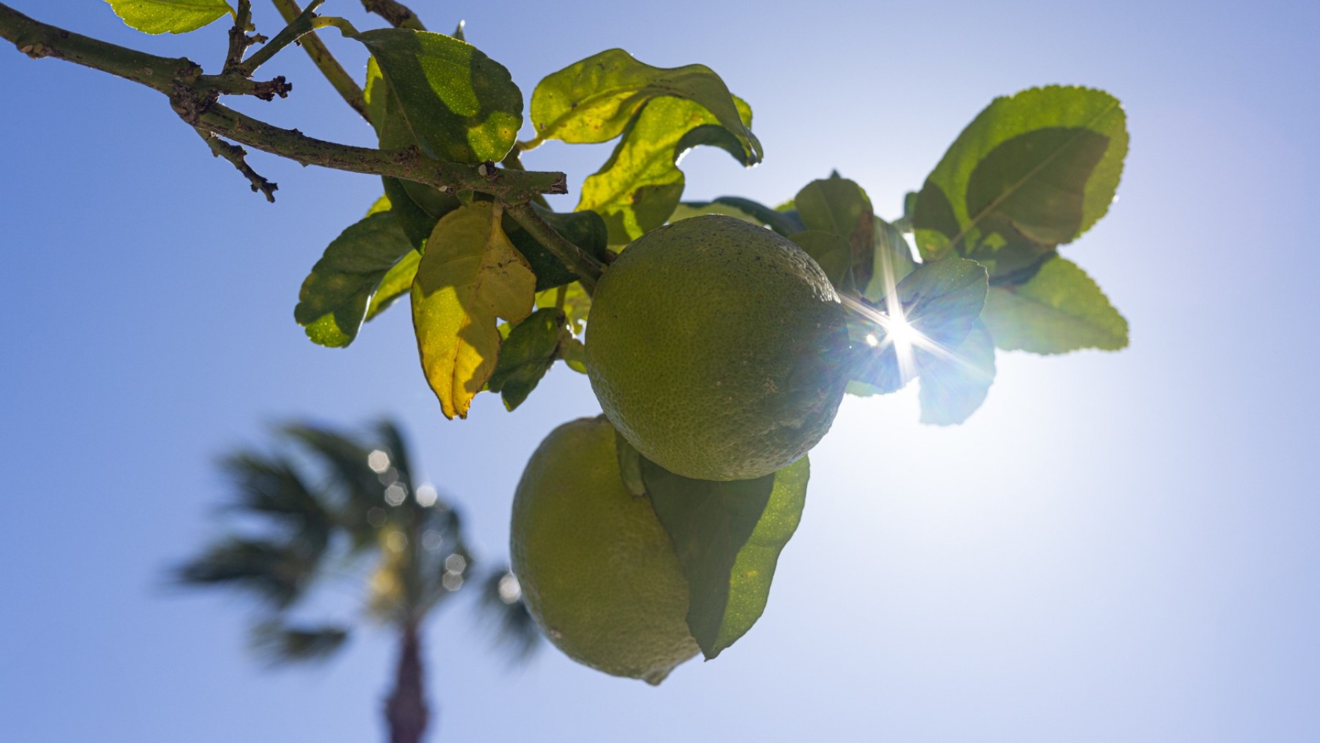 Sale - Detached Villa -
Entre Naranjo - Vistabella Golf - Entre Naranjos - Vistabella