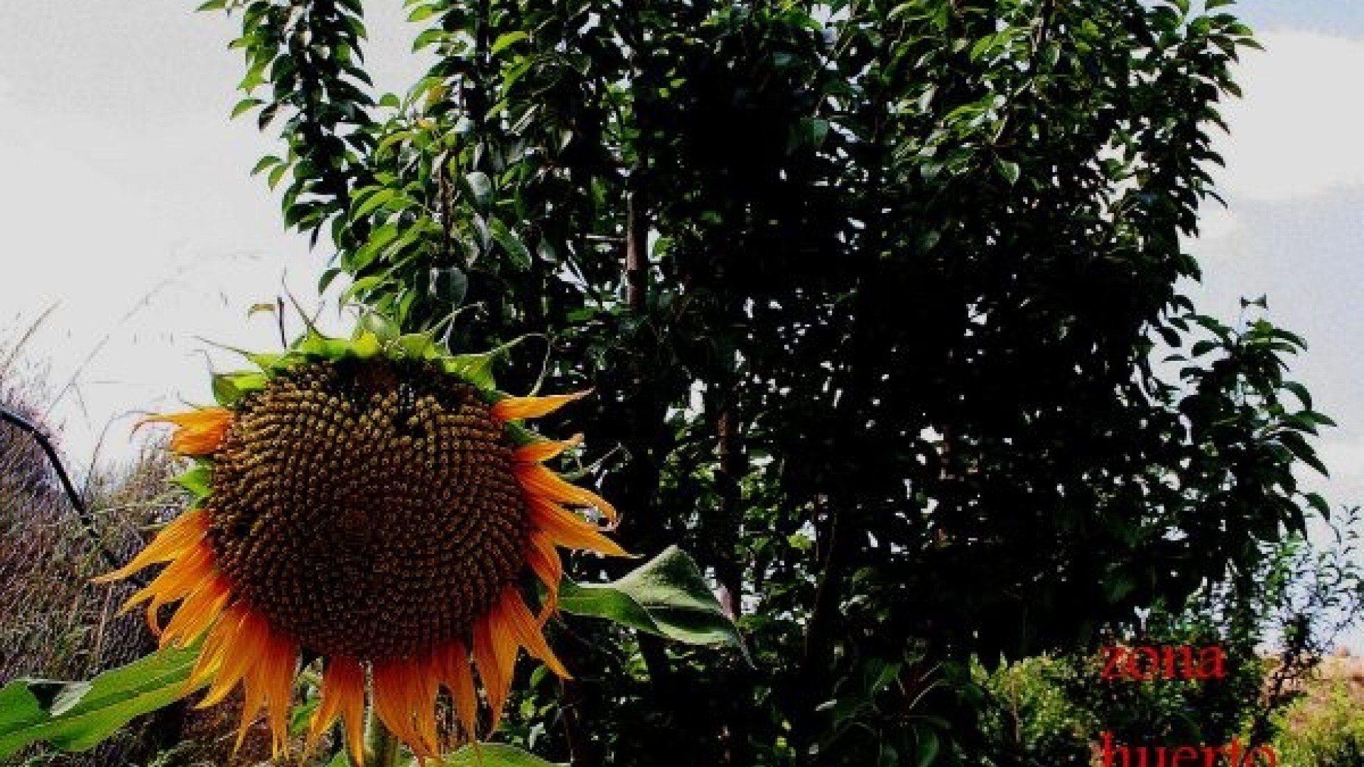 Sale - Detached Villa -
Gea y Truyols