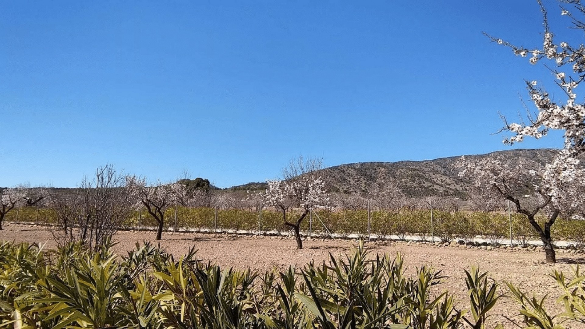 Sale - Detached Villa -
Pinoso