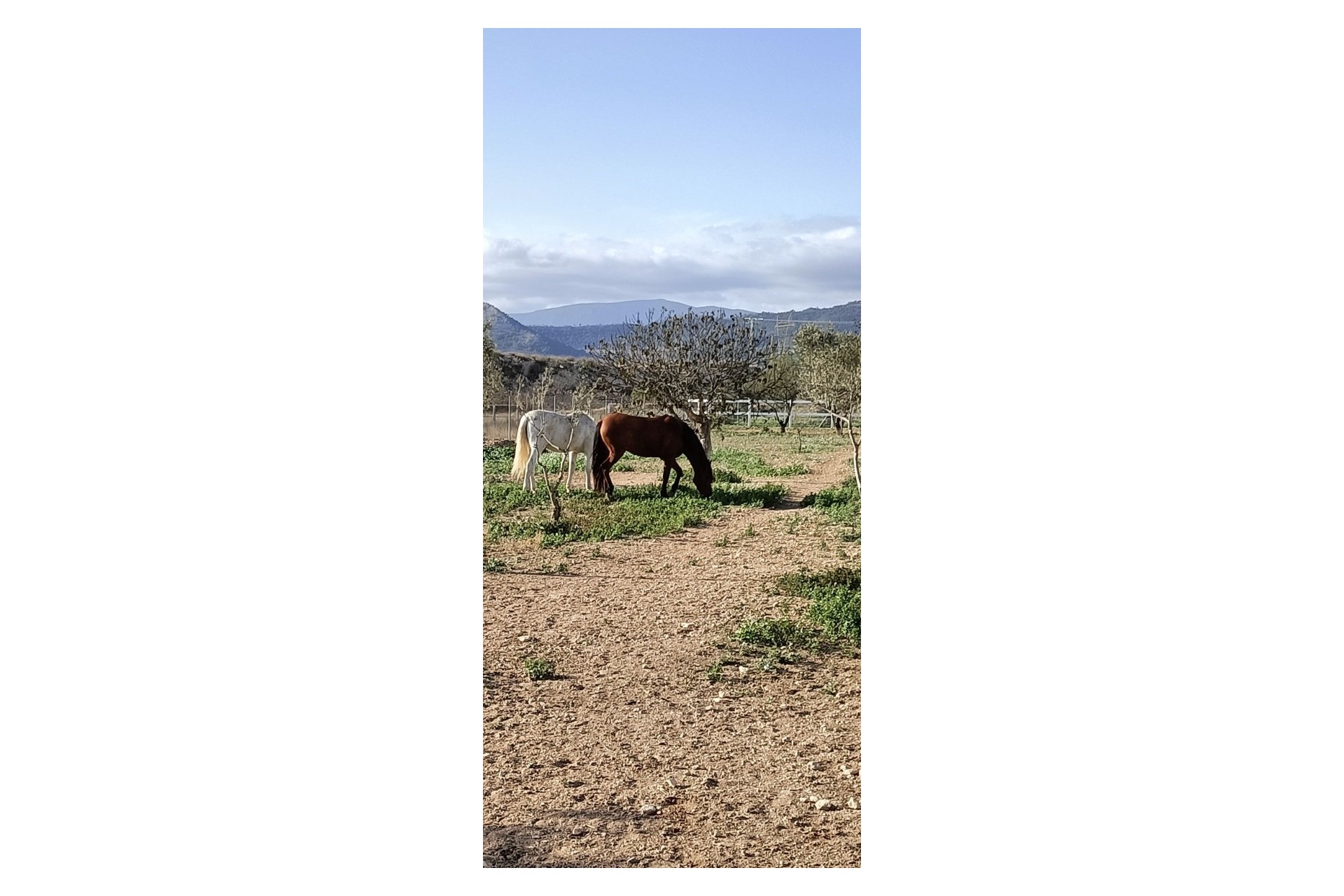 Sale - Equestrian property -
Monóvar