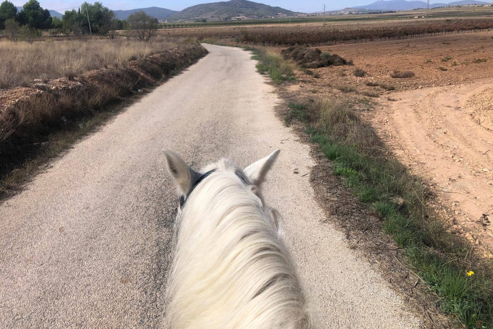 Sale - Equestrian property -
Monóvar