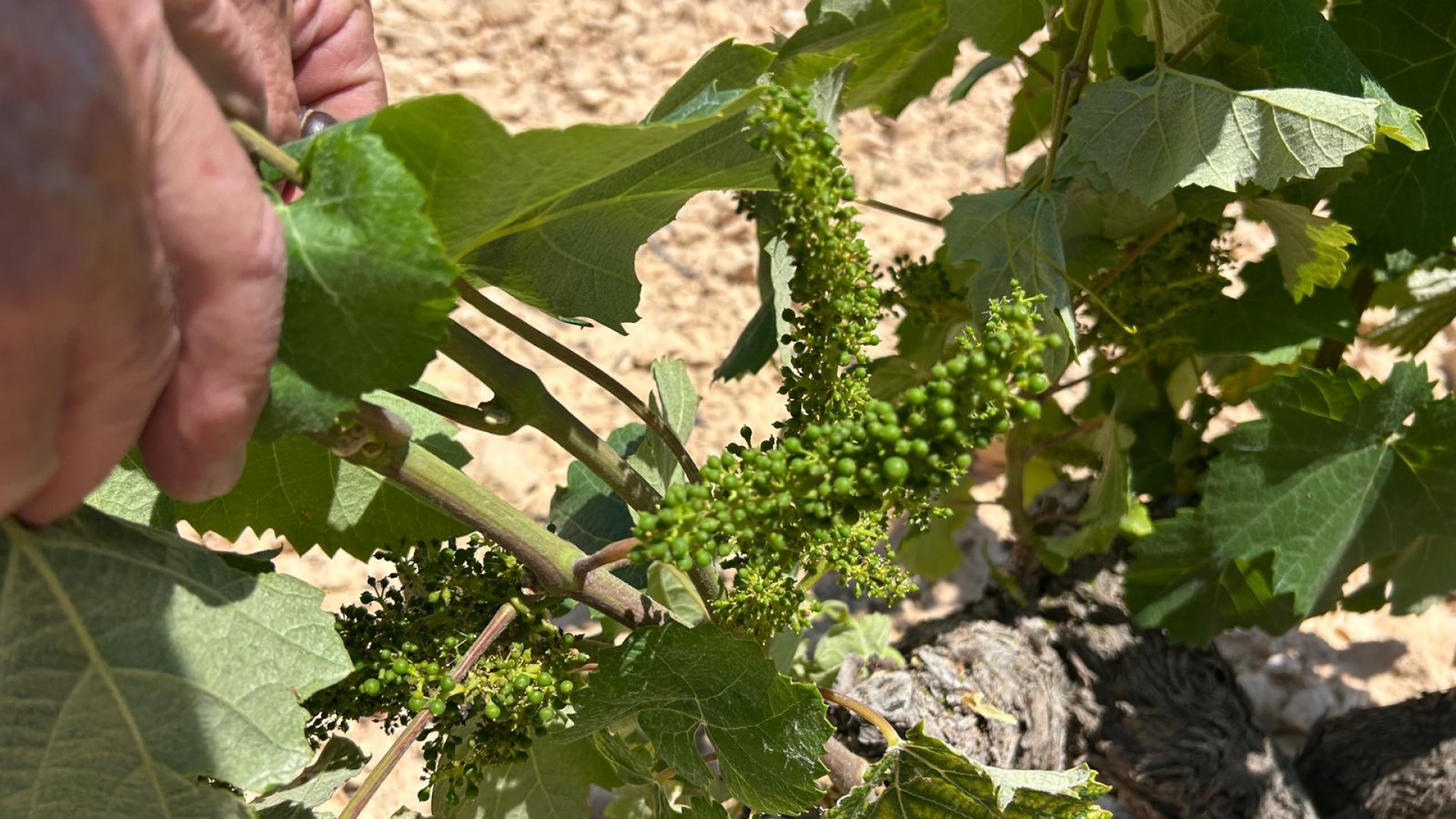 Sale - Finca Country Property -
Abanilla - ABANILLA