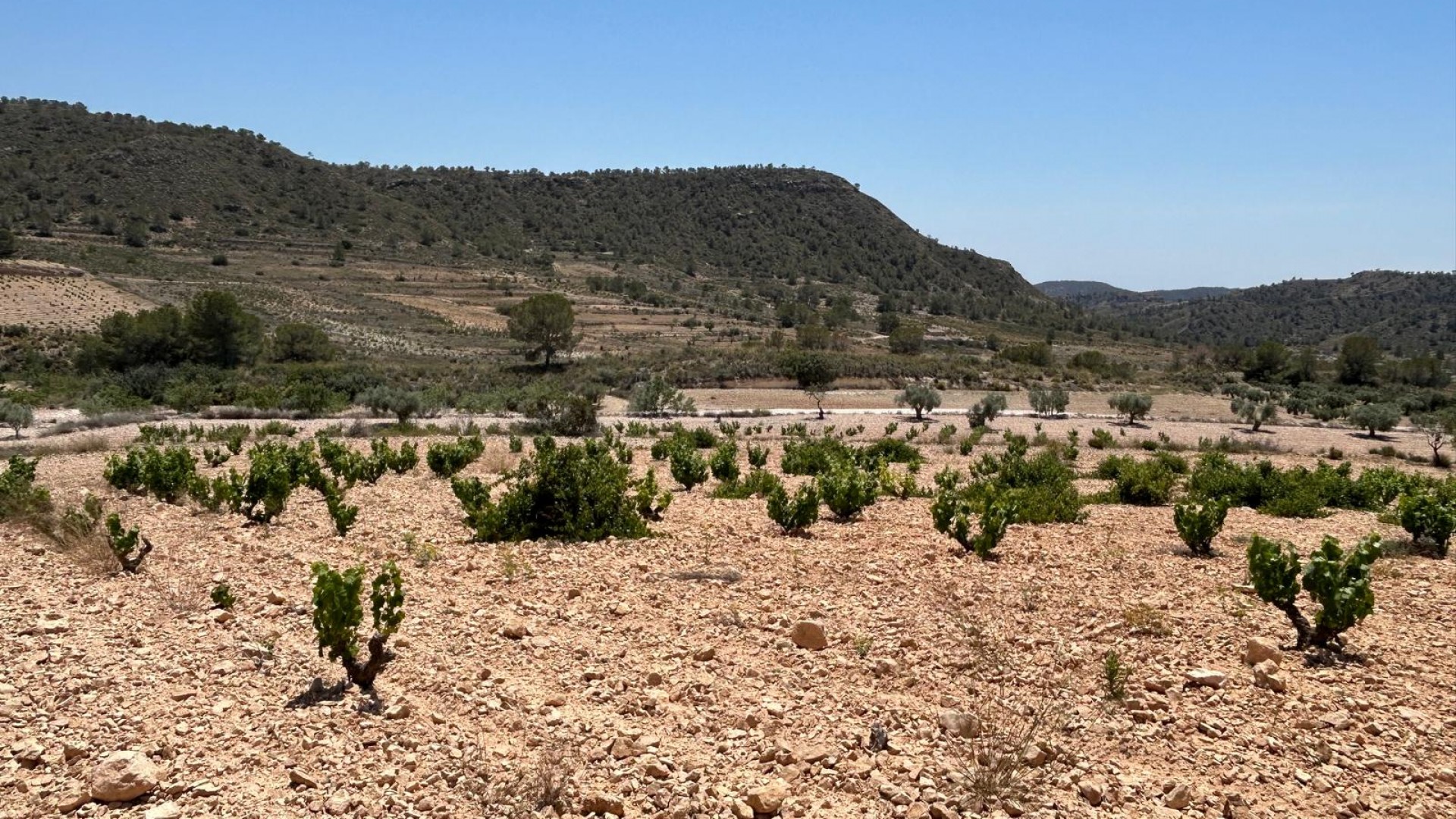 Sale - Finca Country Property -
Abanilla - ABANILLA