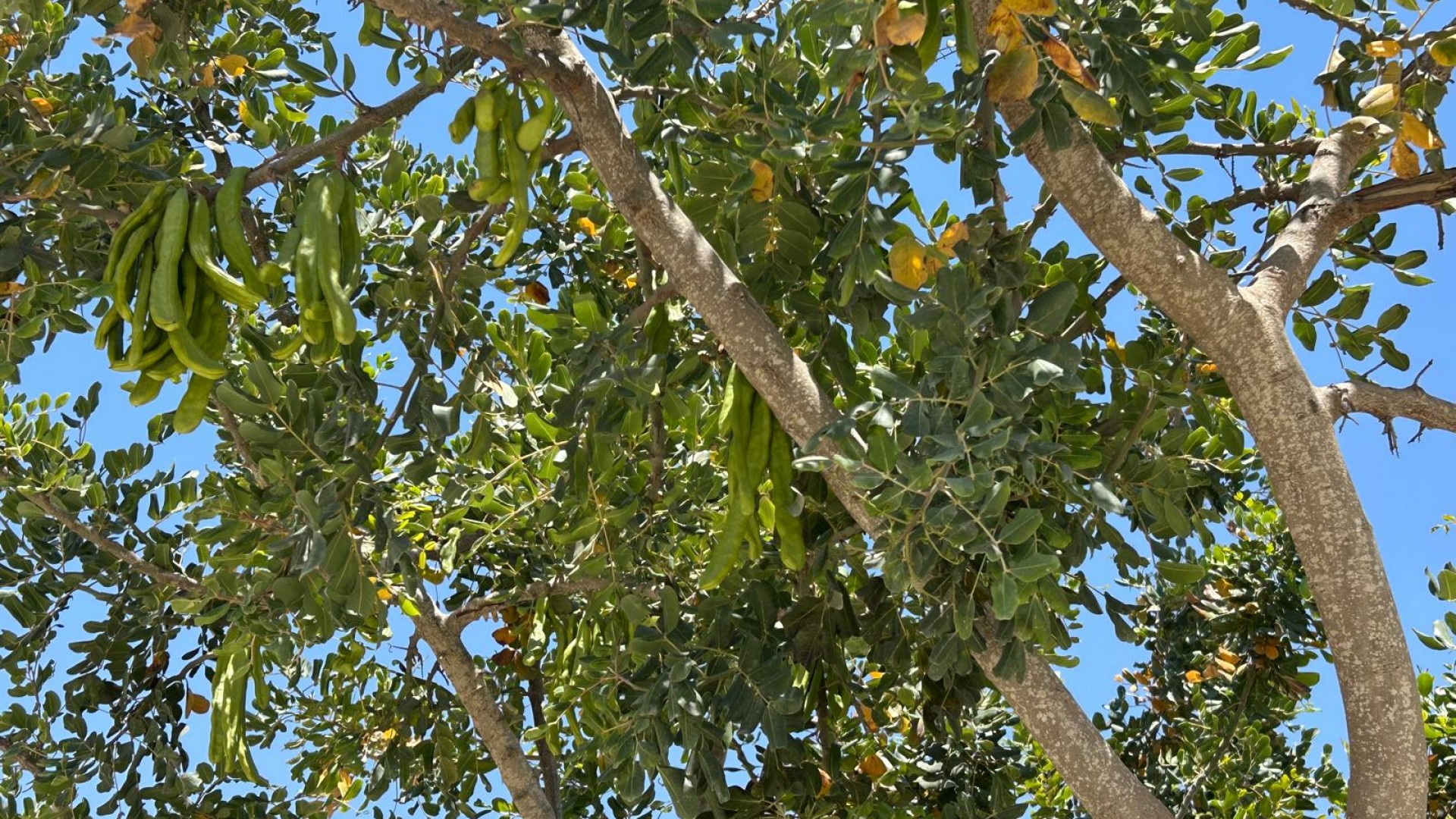 Sale - Finca Country Property -
Abanilla - ABANILLA