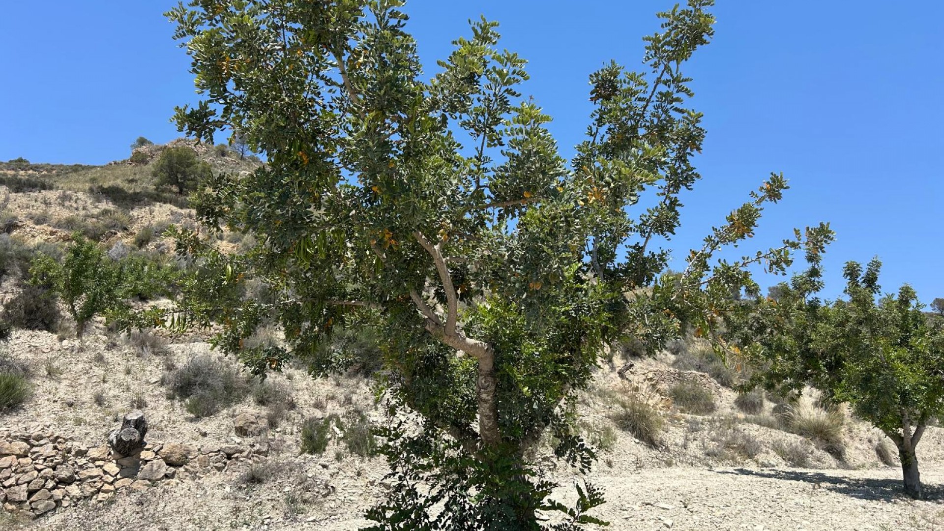 Sale - Finca Country Property -
Abanilla - ABANILLA