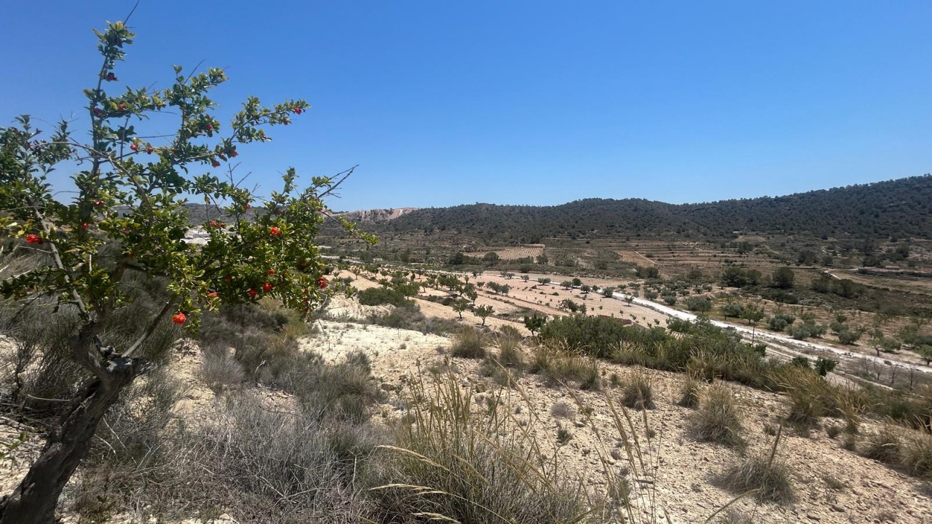 Sale - Finca Country Property -
Abanilla - ABANILLA