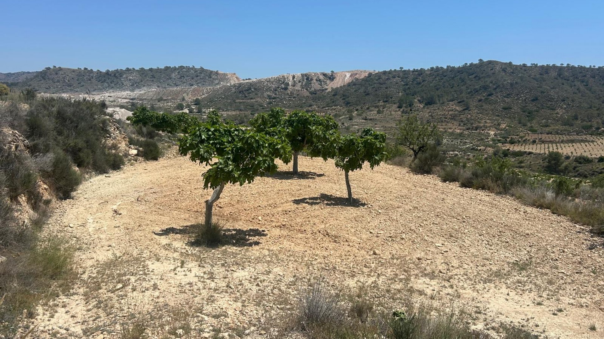 Sale - Finca Country Property -
Abanilla - ABANILLA