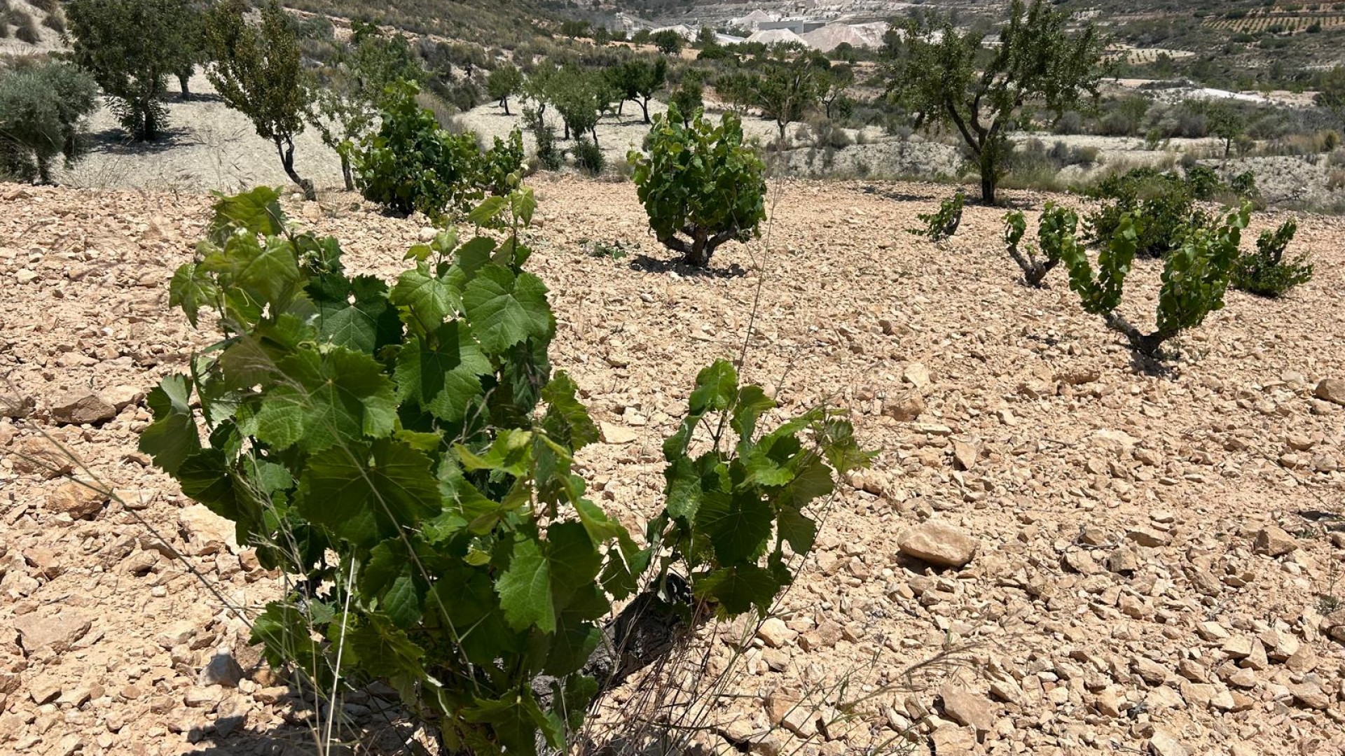 Sale - Finca Country Property -
Abanilla - ABANILLA