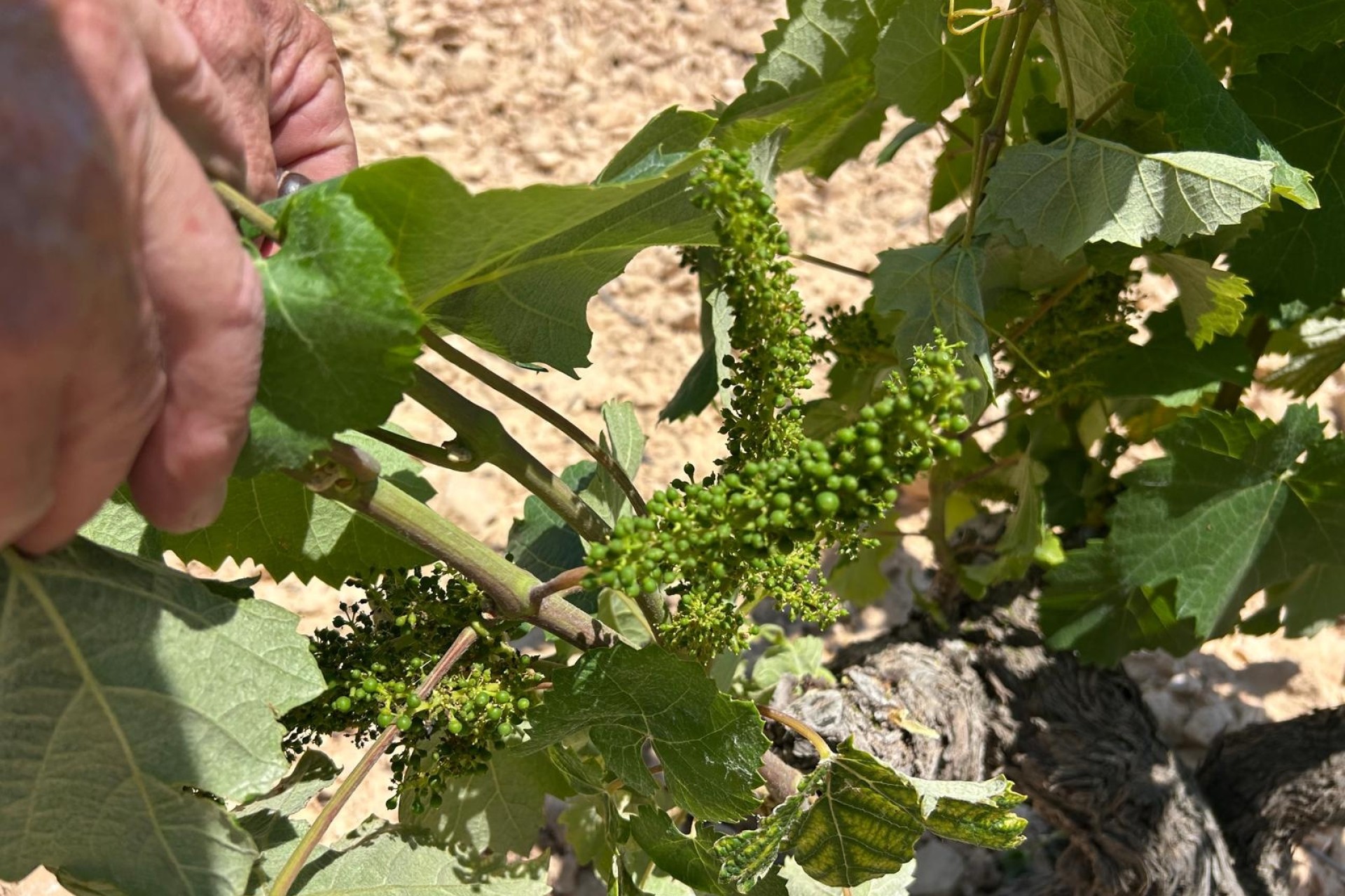 Sale - Finca Country Property -
Abanilla - ABANILLA