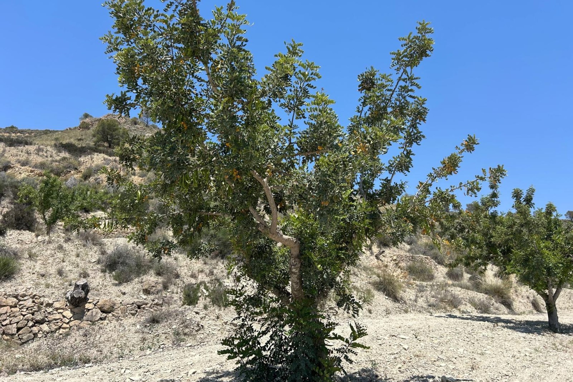 Sale - Finca Country Property -
Abanilla - ABANILLA