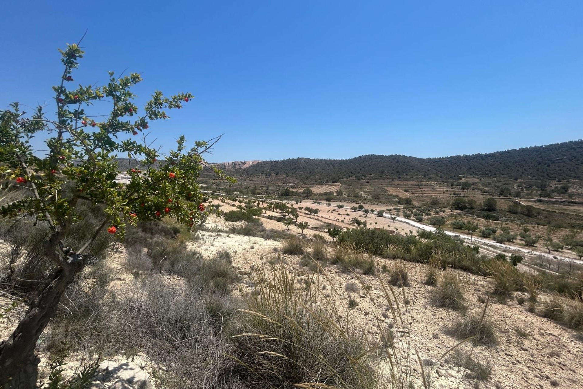 Sale - Finca Country Property -
Abanilla - ABANILLA