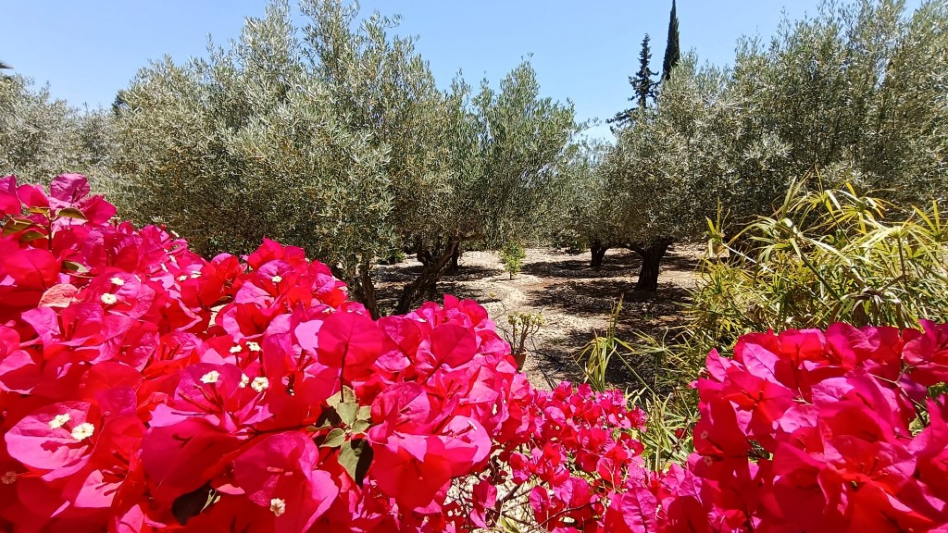 Sale - Finca Country Property -
Albatera