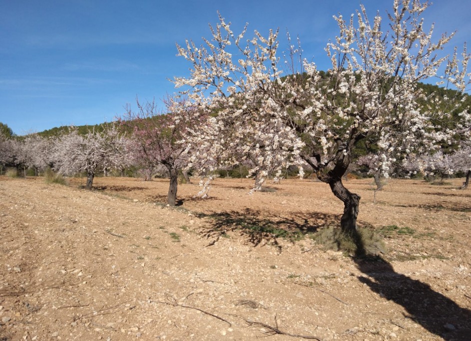 Sale - Finca Country Property -
Bullas