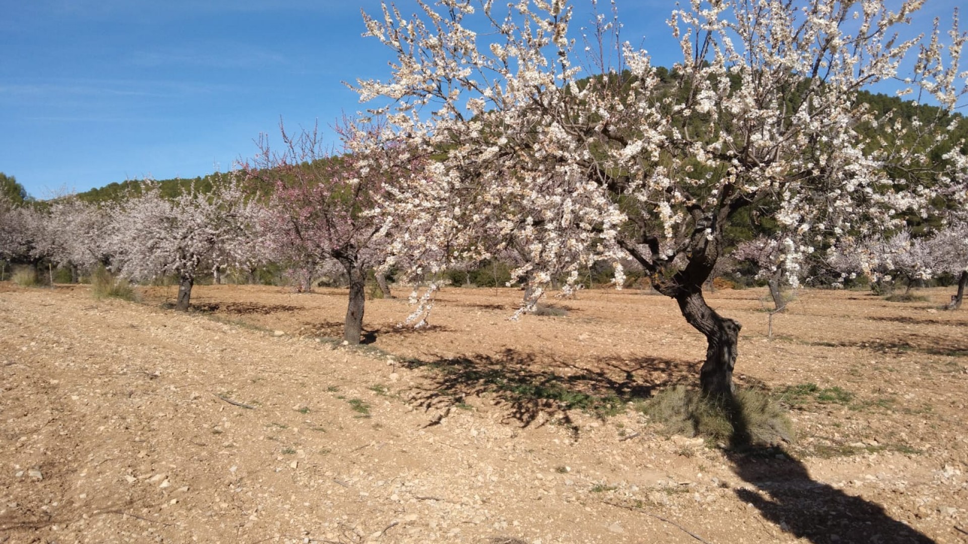 Sale - Finca Country Property -
Bullas