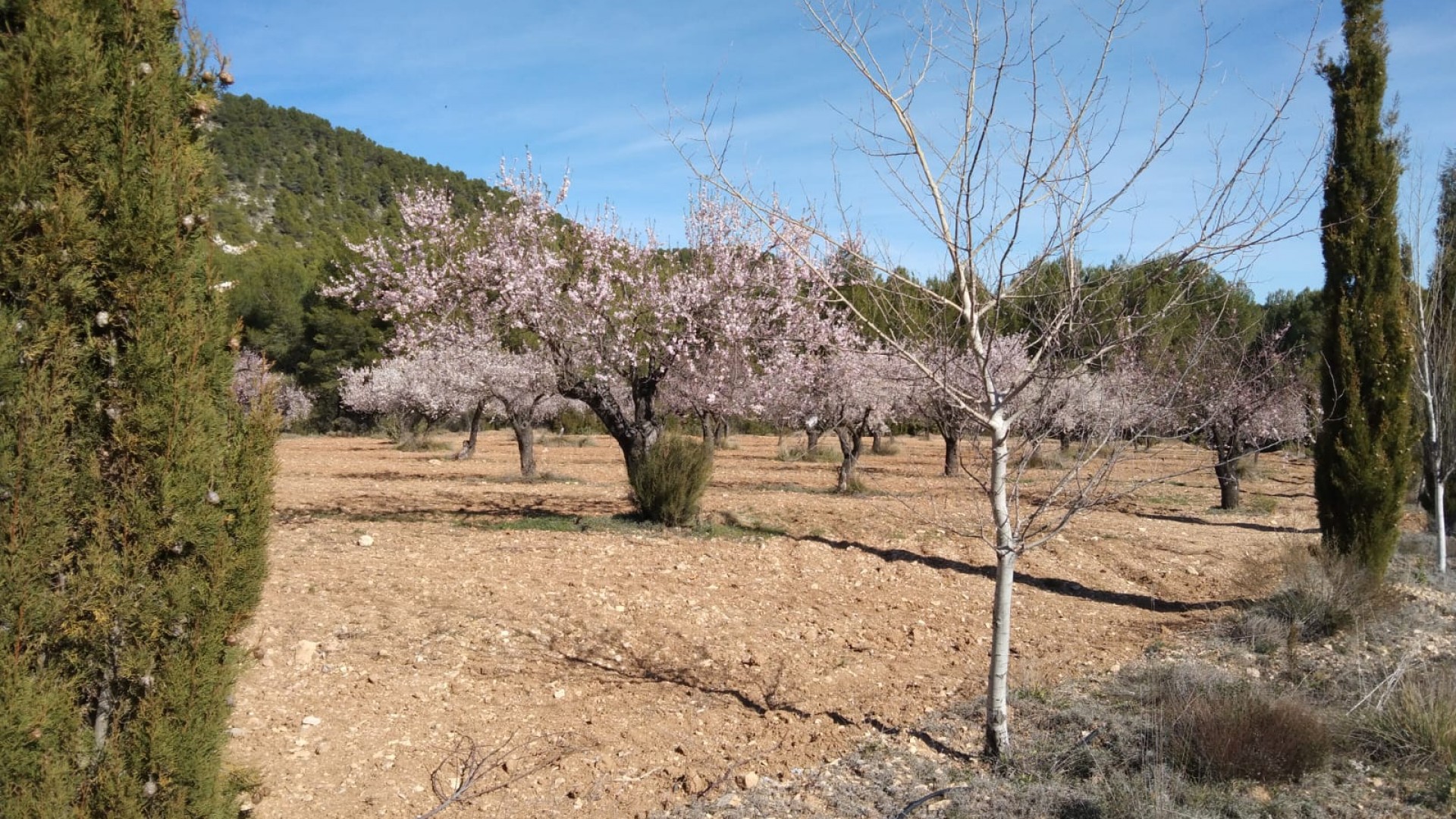Sale - Finca Country Property -
Bullas