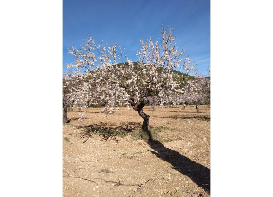 Sale - Finca Country Property -
Bullas