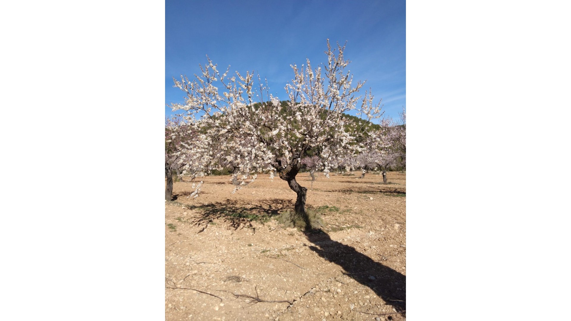 Sale - Finca Country Property -
Bullas