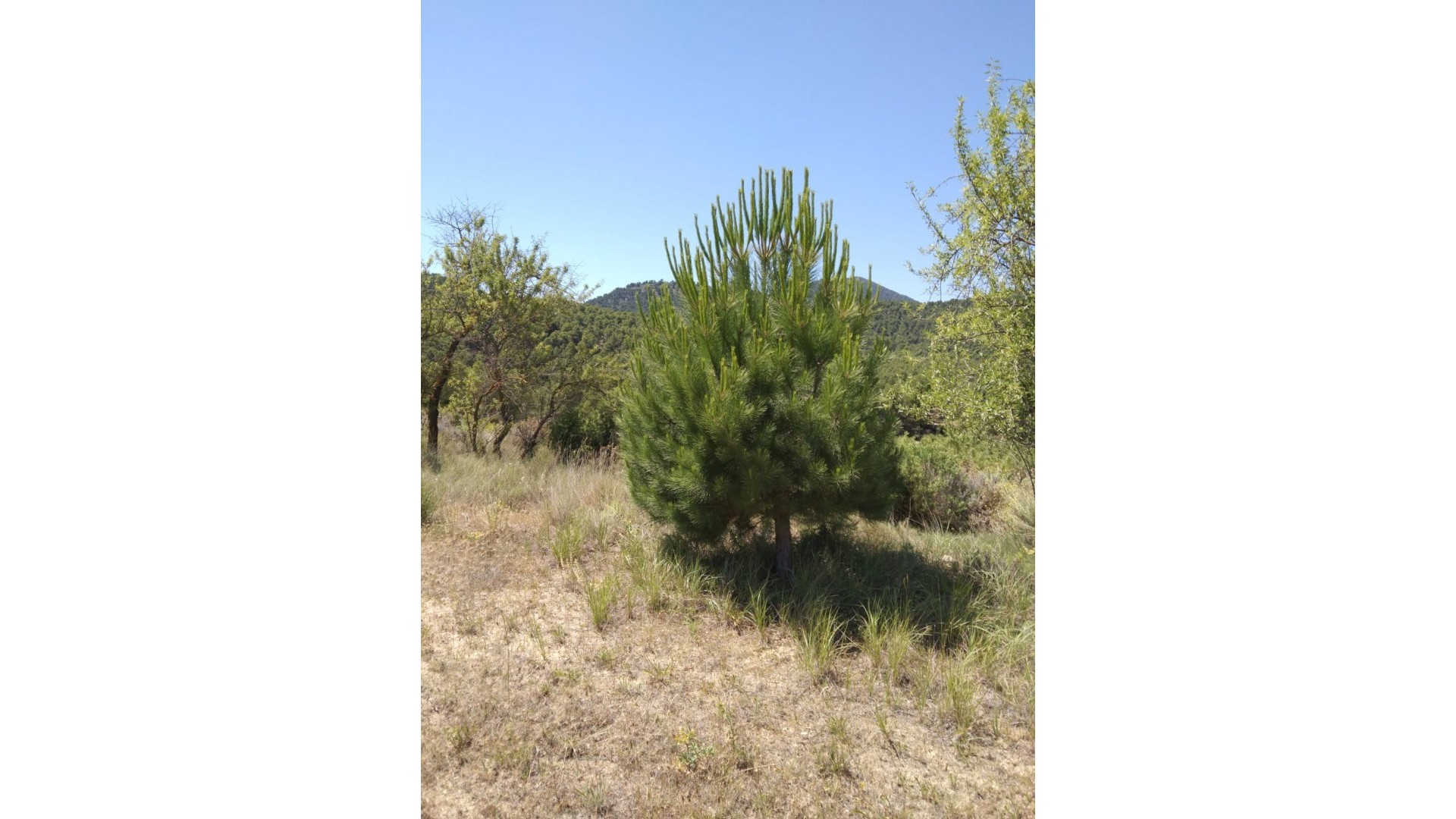 Sale - Finca Country Property -
Bullas