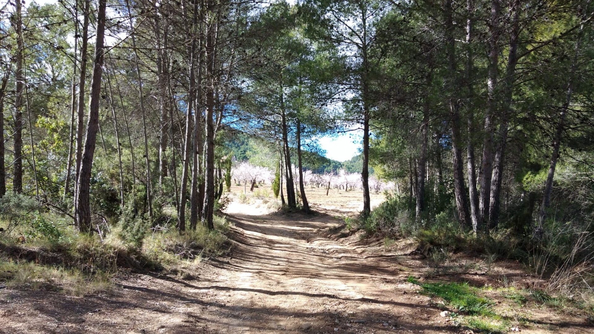 Sale - Finca Country Property -
Bullas