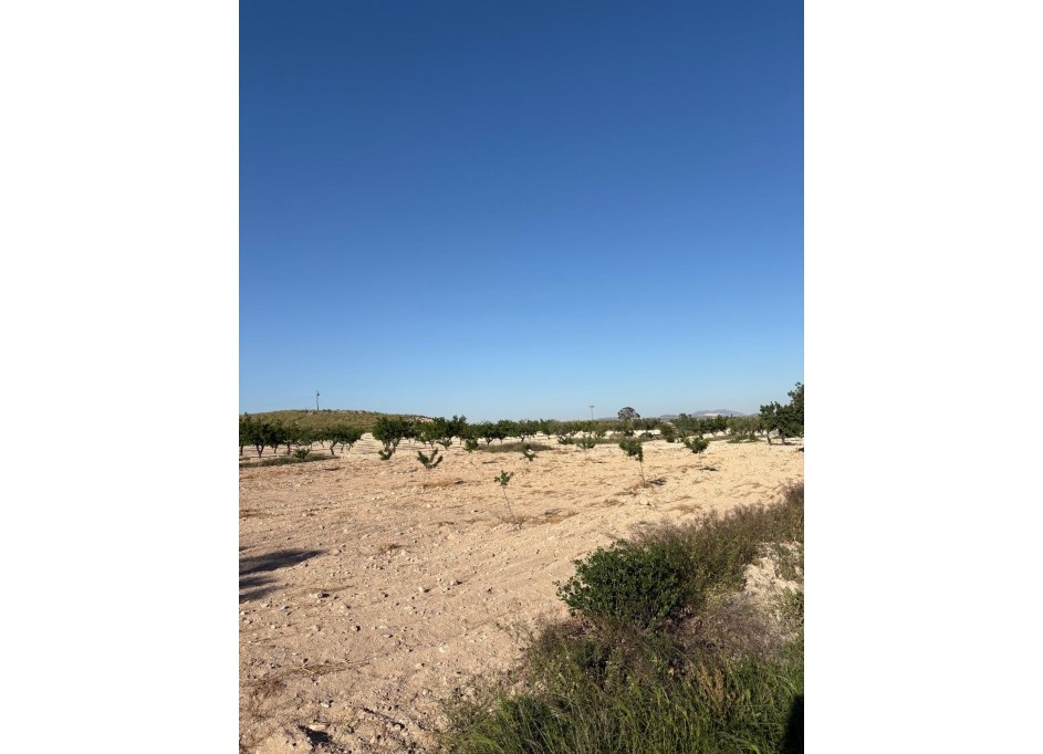 Sale - Finca Country Property -
Cañada del Trigo - Canada del Trigo Murcia