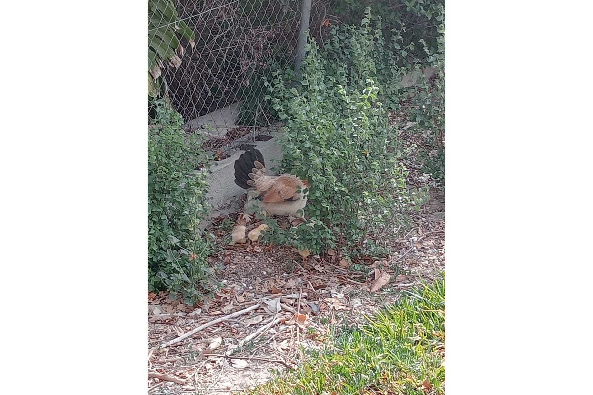 Sale - Finca Country Property -
Daya Nueva