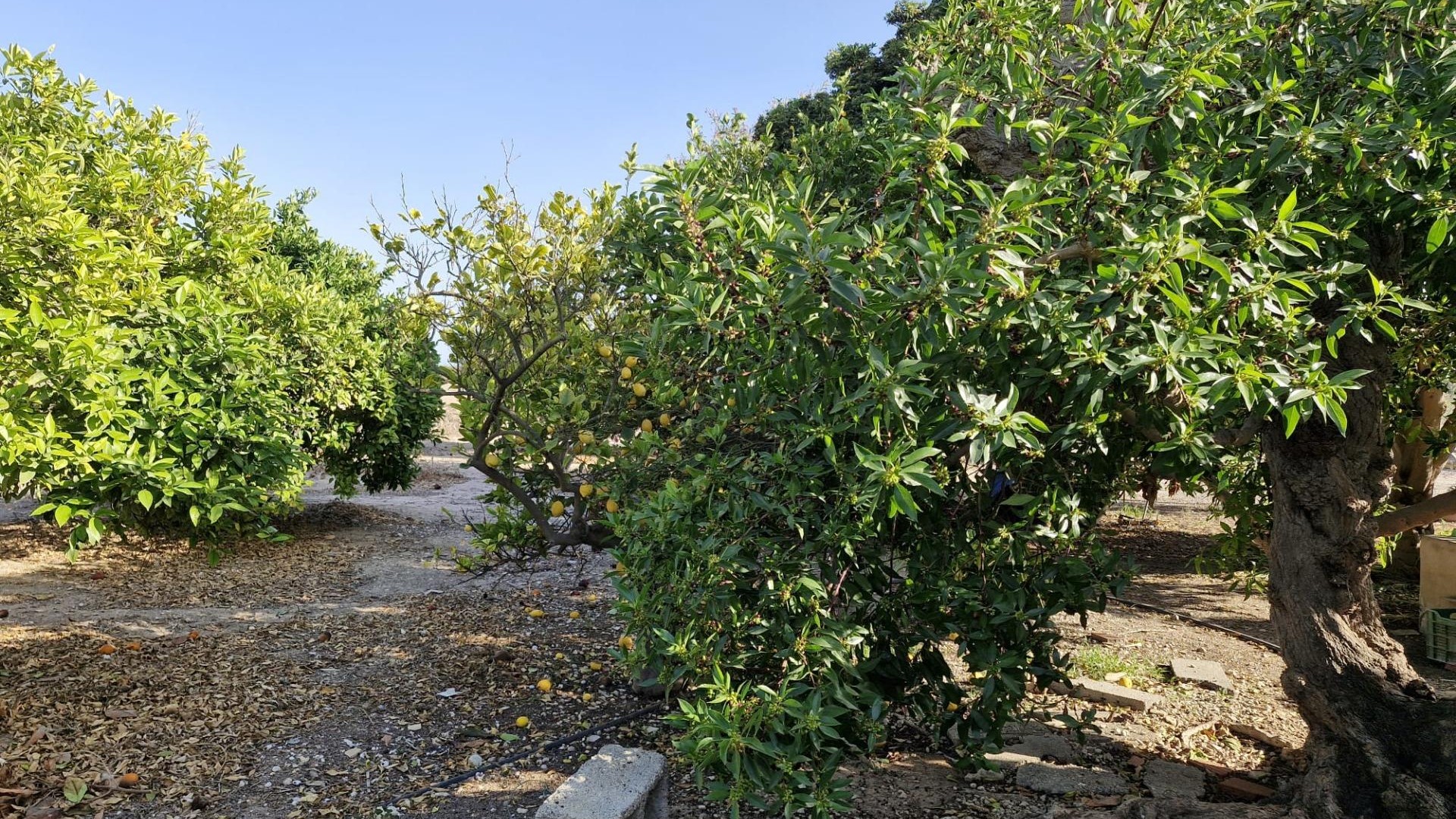 Sale - Finca Country Property -
Elche