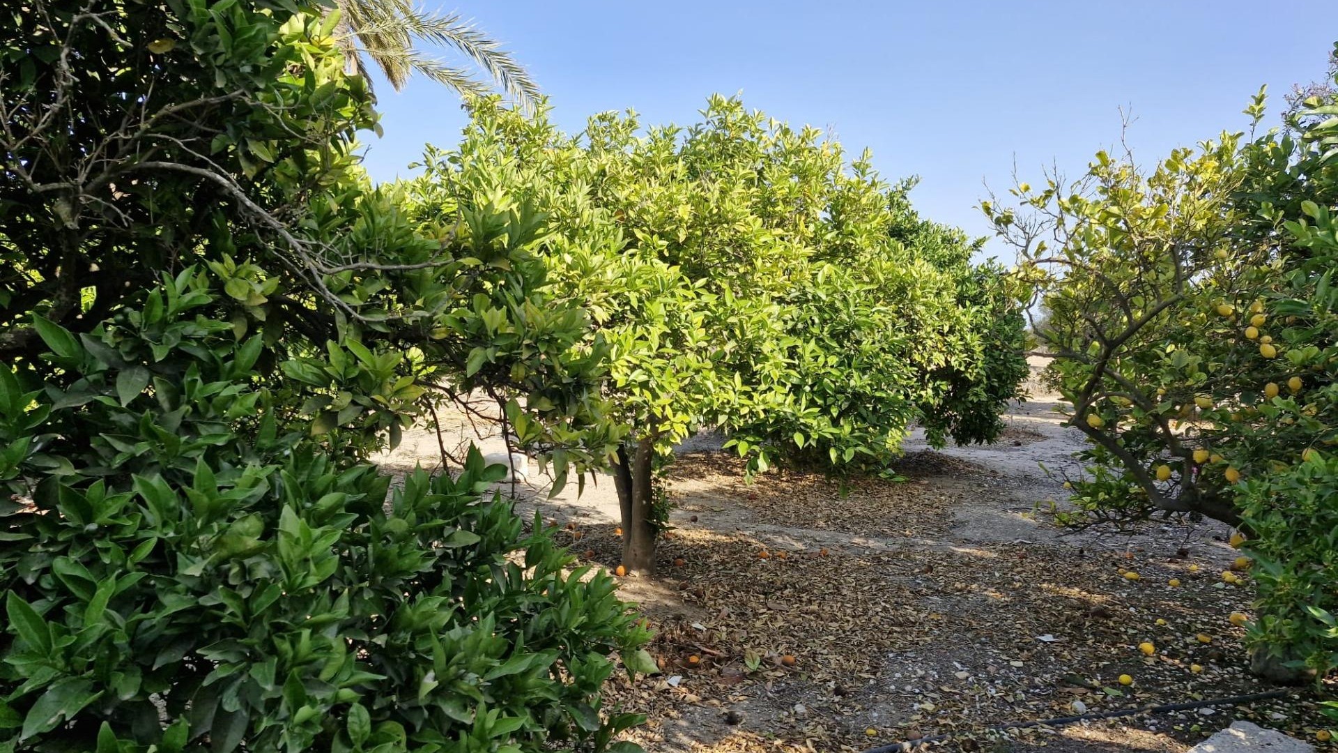 Sale - Finca Country Property -
Elche