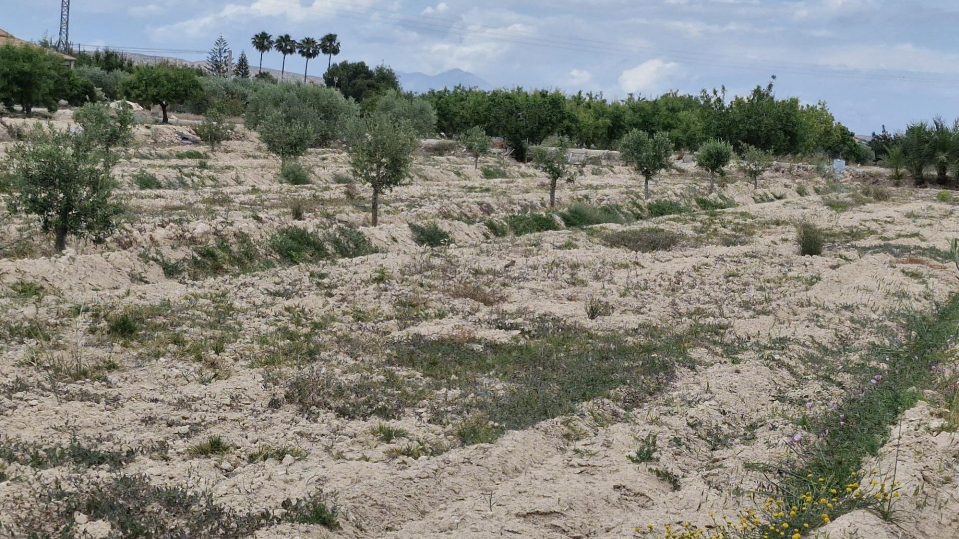 Sale - Finca Country Property -
Elche