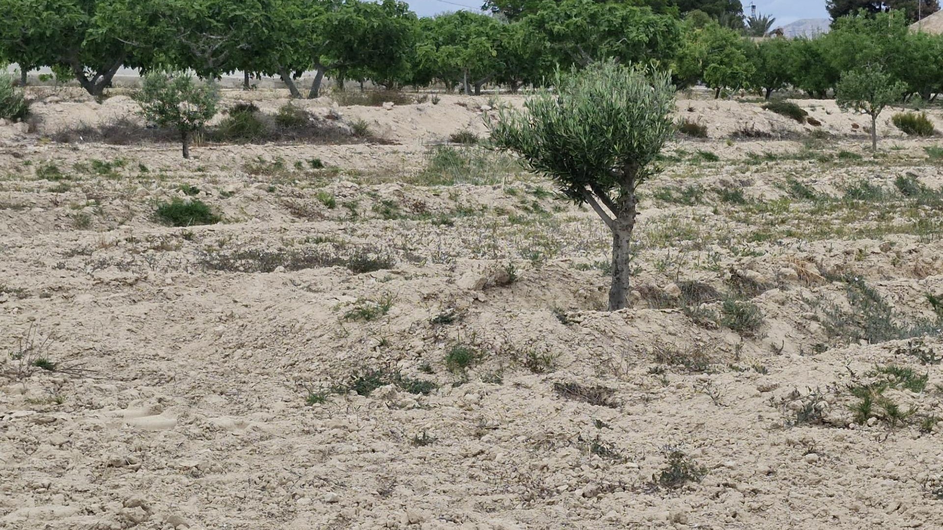 Sale - Finca Country Property -
Elche