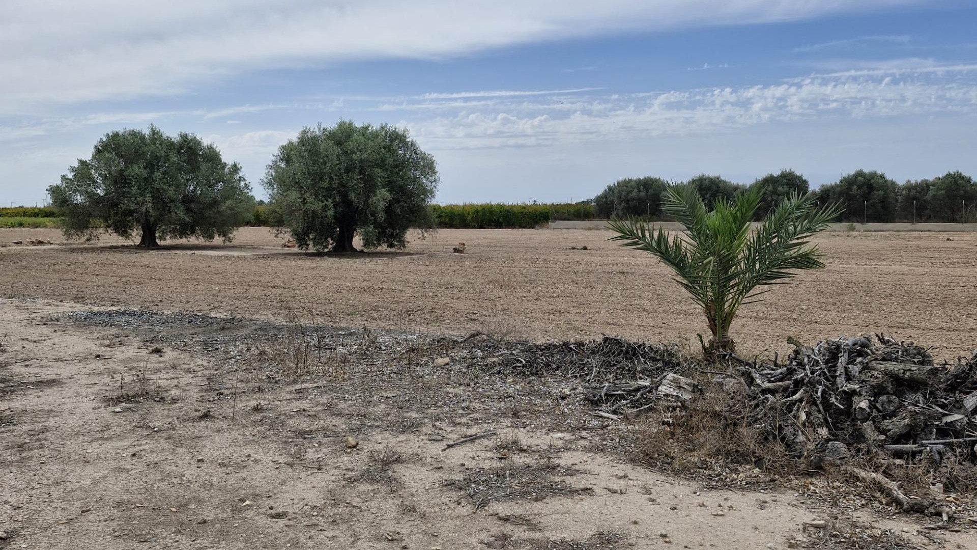 Sale - Finca Country Property -
Elche