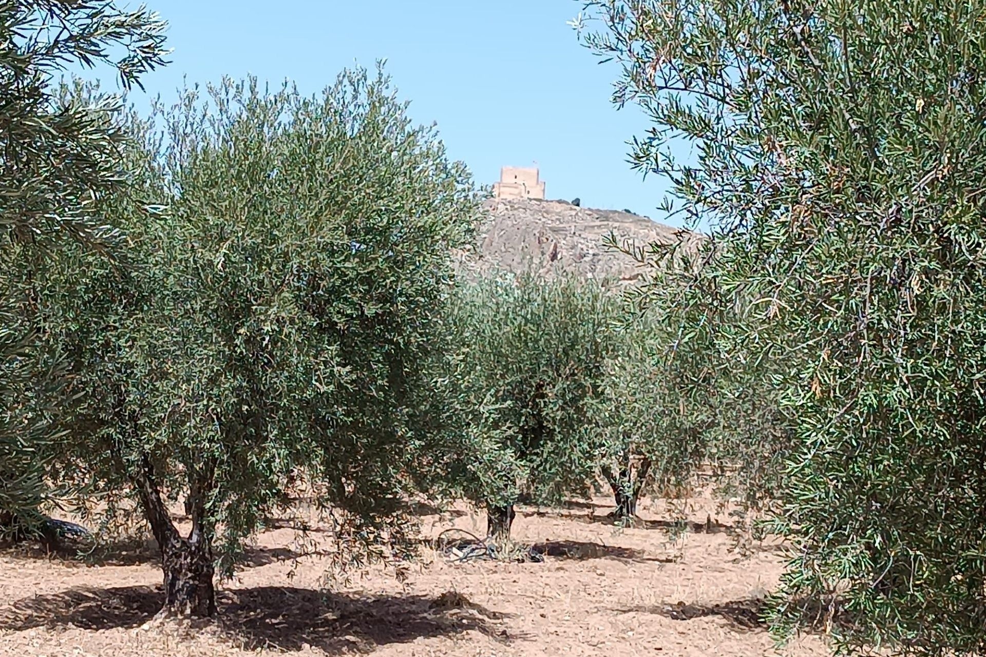 Sale - Finca Country Property -
Jumilla