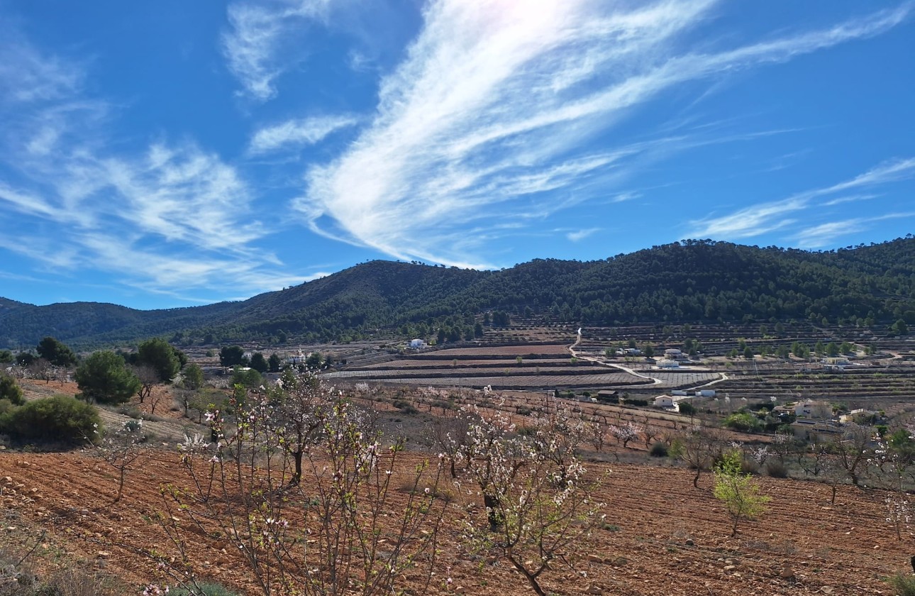 Sale - Grond -
Pinoso