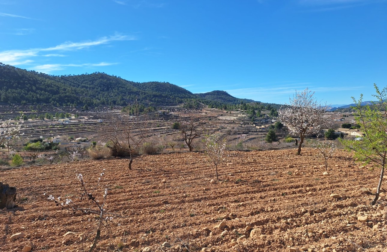 Sale - Grond -
Pinoso