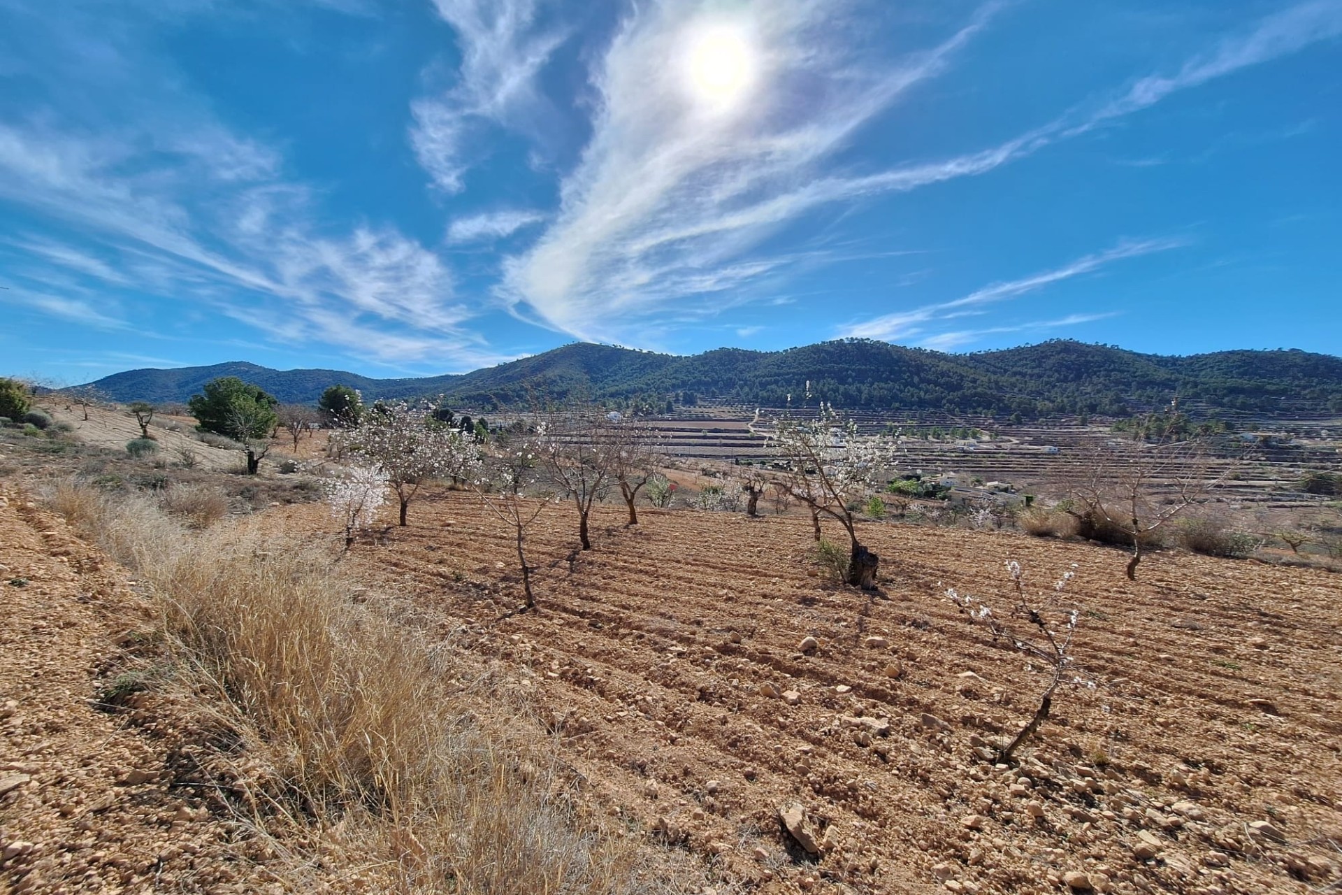 Sale - Grond -
Pinoso