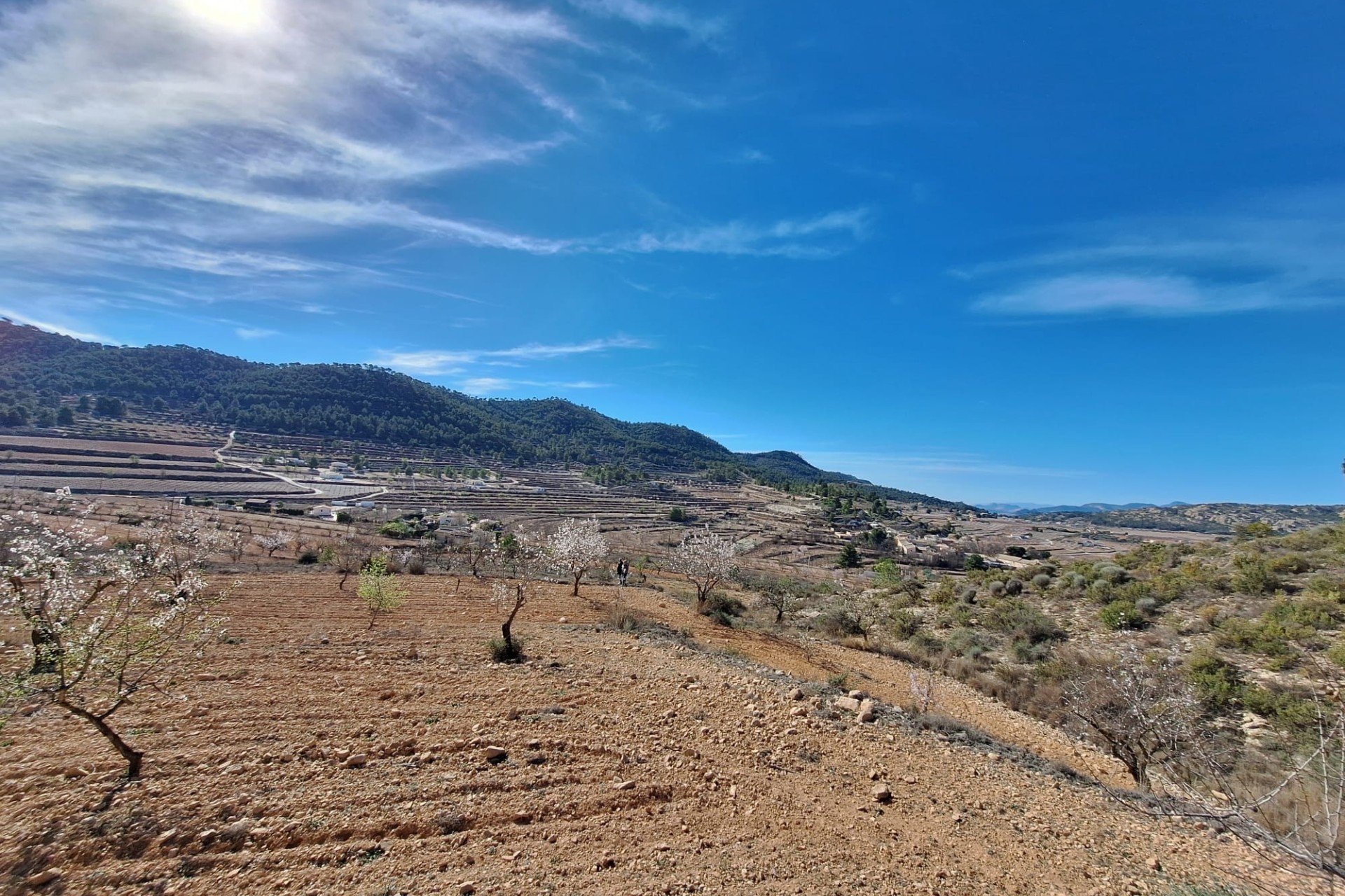 Sale - Grond -
Pinoso