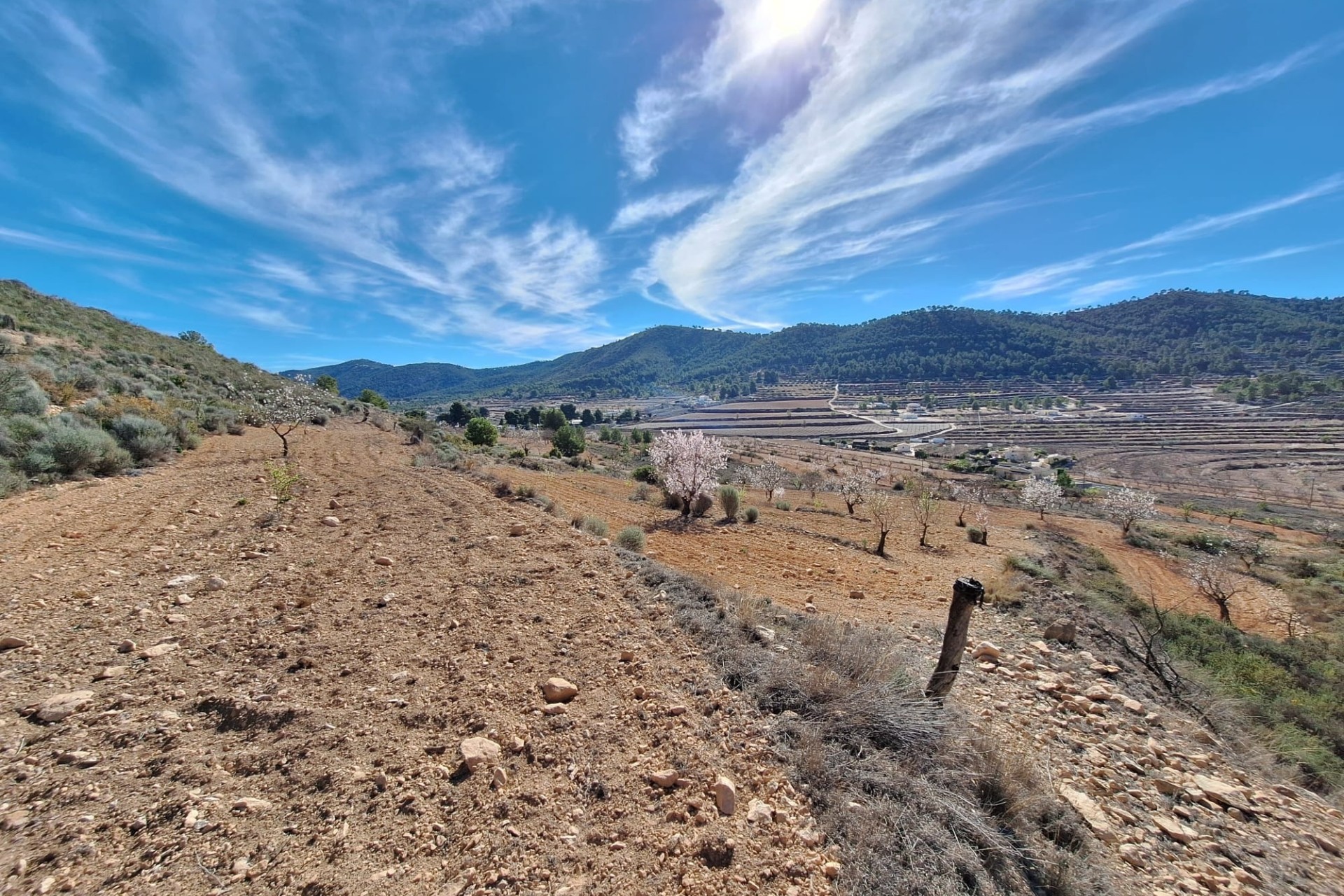 Sale - Grond -
Pinoso