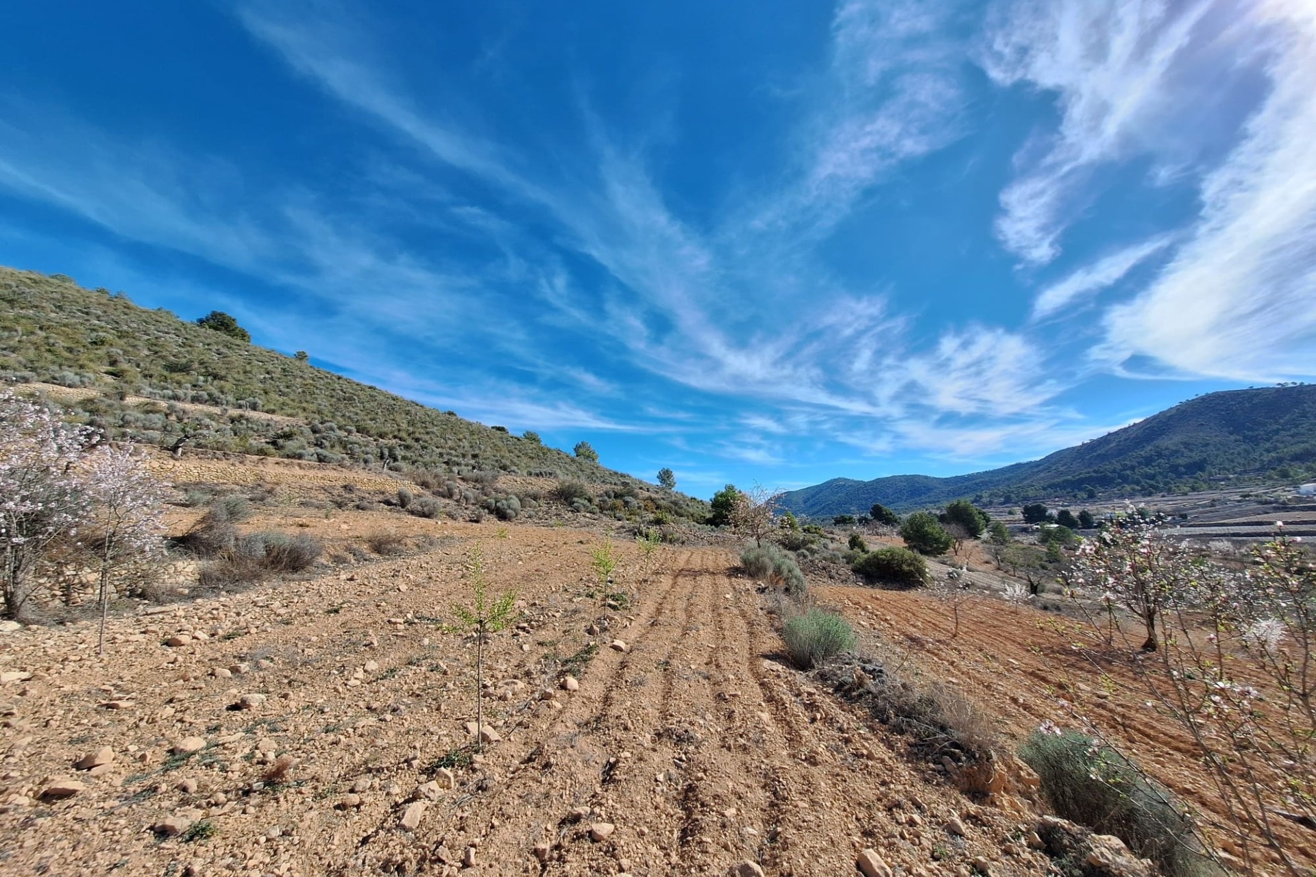 Sale - Grond -
Pinoso