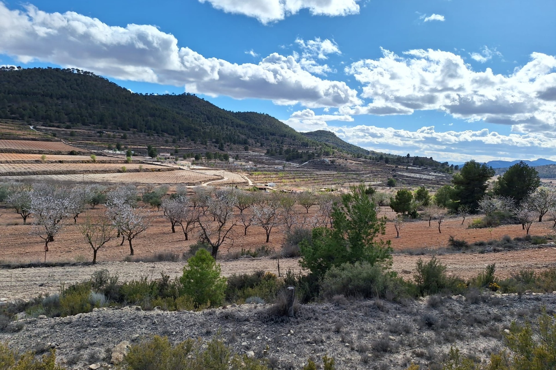 Sale - Grond -
Pinoso