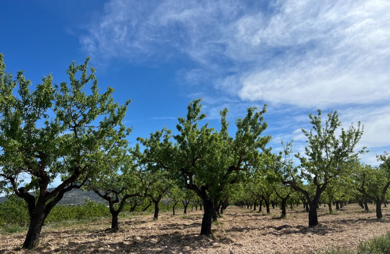 Sale - Plot Land -
Hondón de los Fráiles