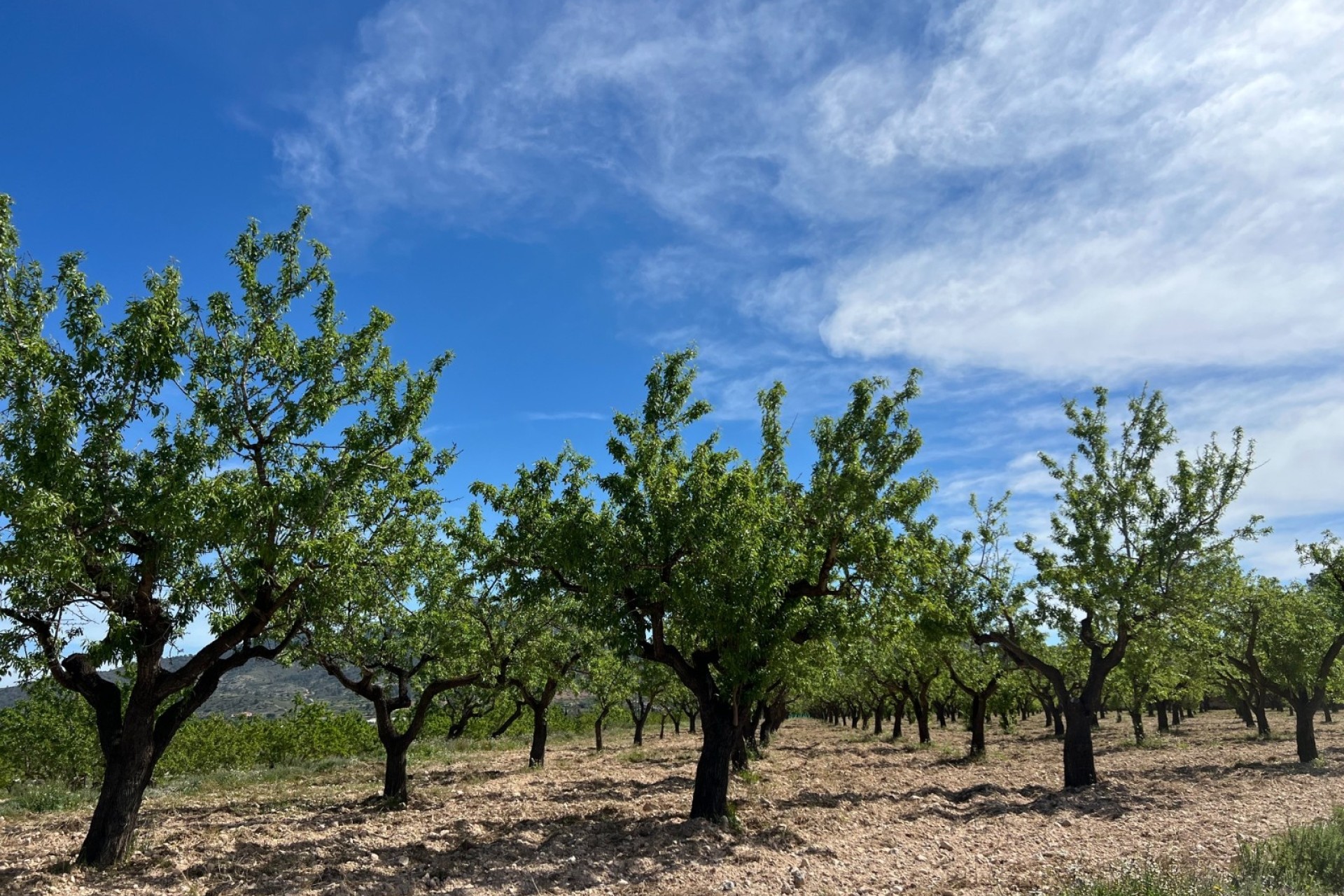 Sale - Plot Land -
Hondón de los Fráiles