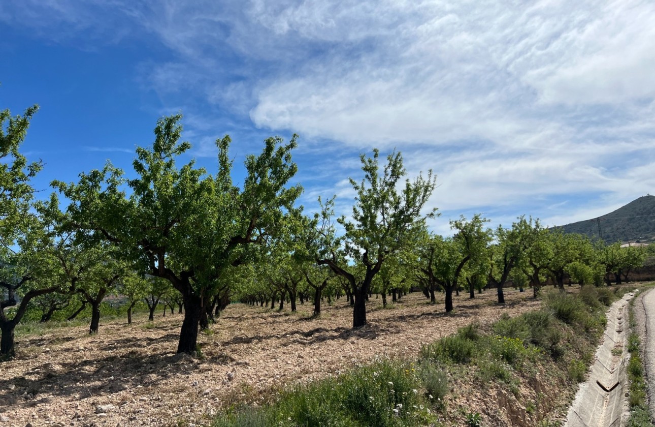 Sale - Plot Land -
Hondón de los Fráiles