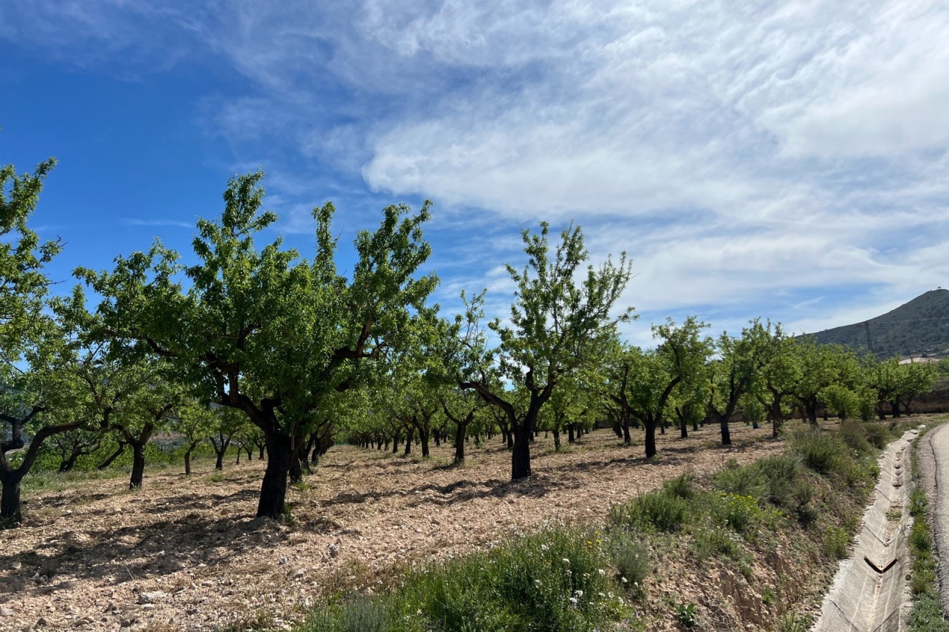 Sale - Plot Land -
Hondón de los Fráiles
