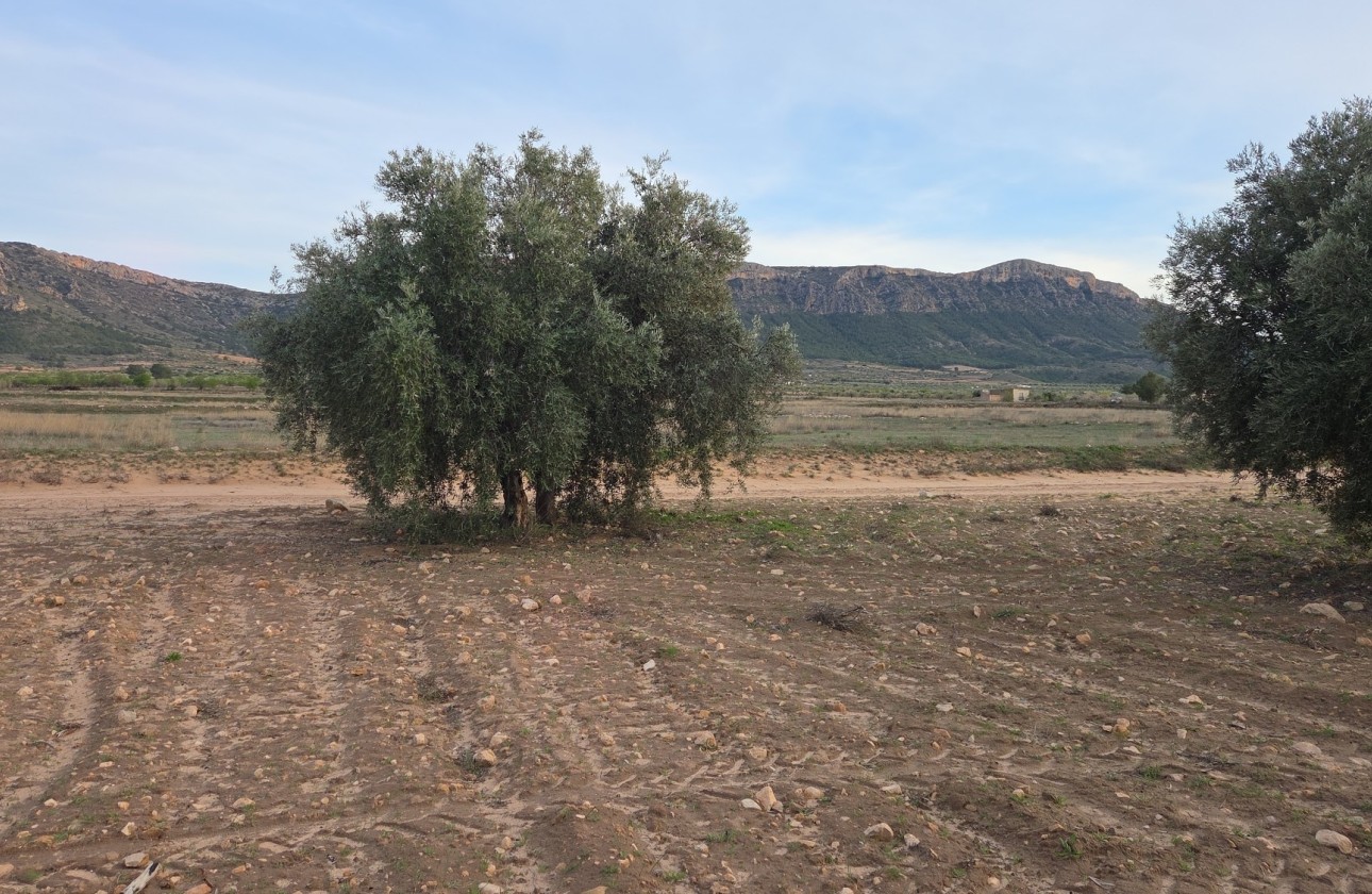 Sale - Plot Land -
Jumilla