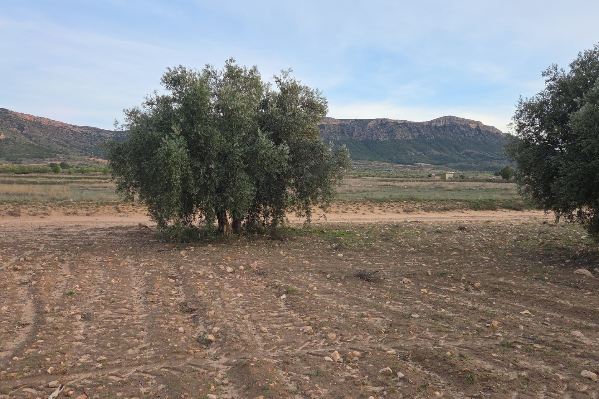 Sale - Plot Land -
Jumilla