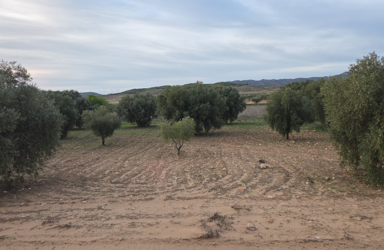 Sale - Plot Land -
Jumilla