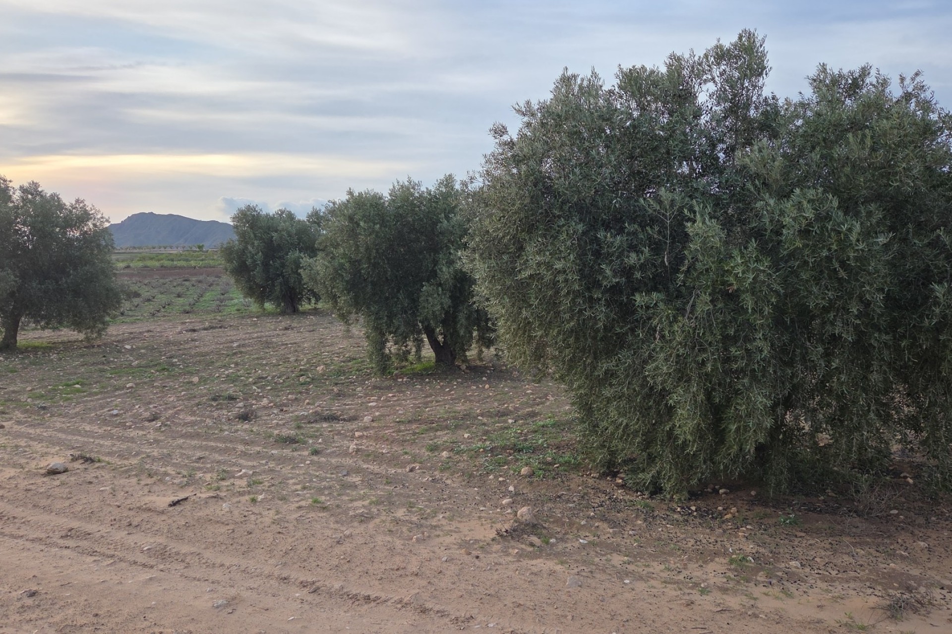 Sale - Plot Land -
Jumilla