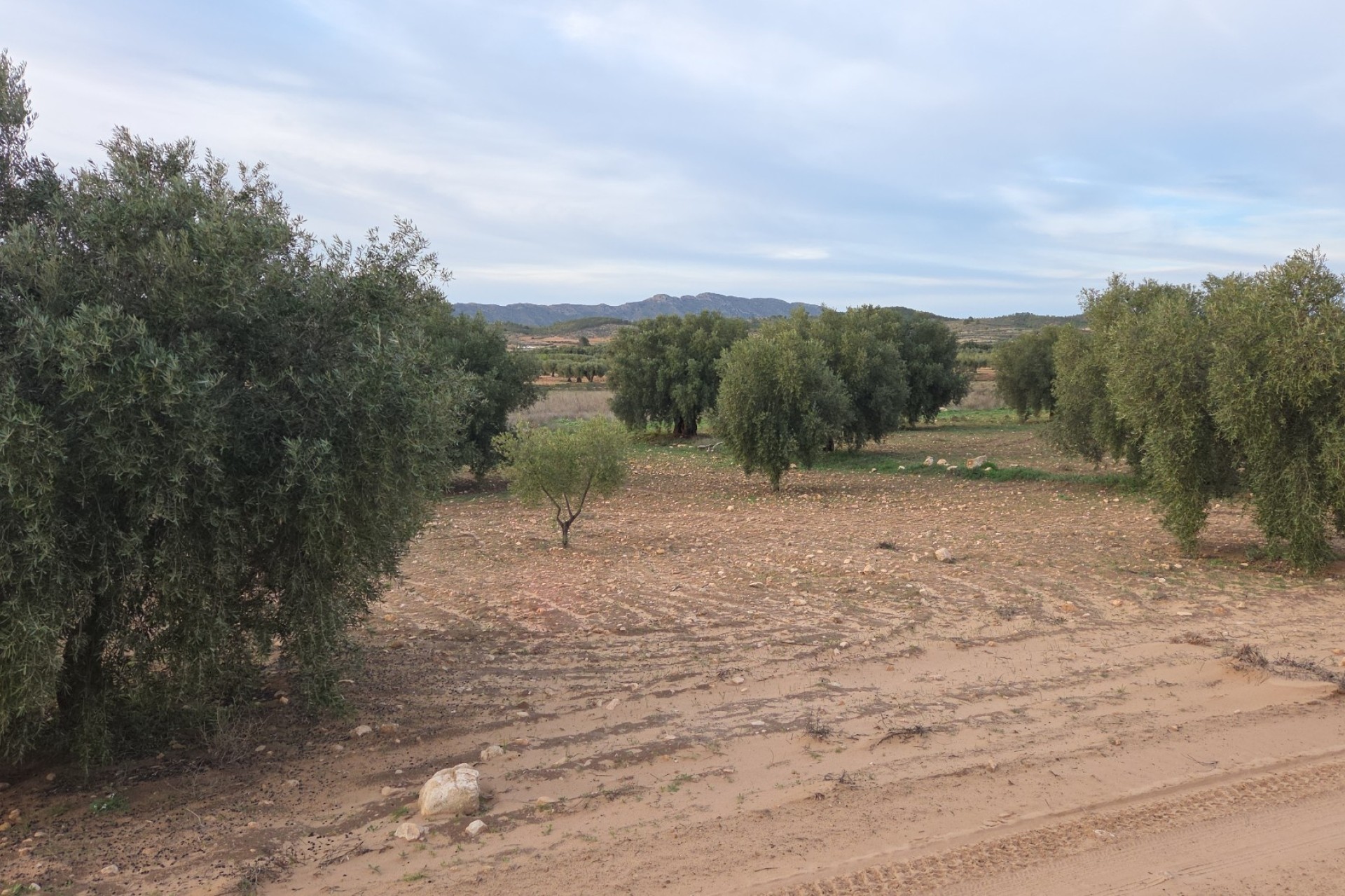 Sale - Plot Land -
Jumilla