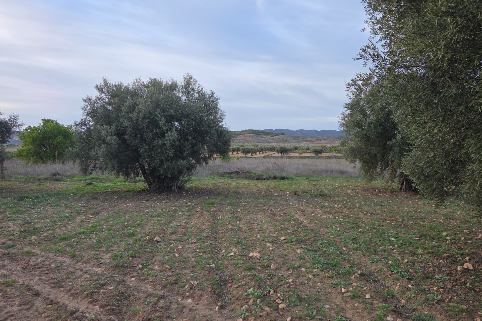 Sale - Plot Land -
Jumilla