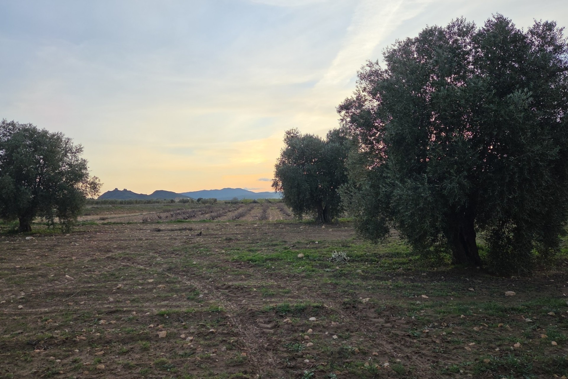 Sale - Plot Land -
Jumilla