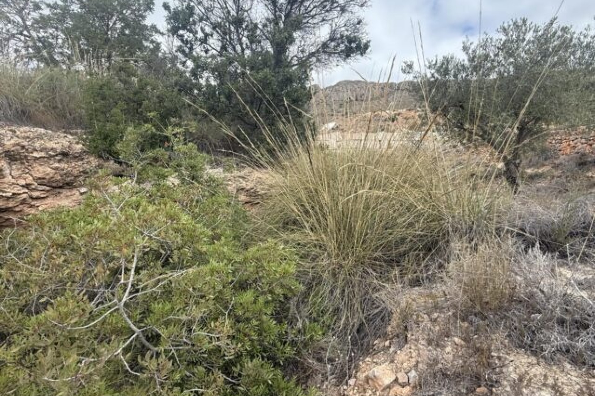 Sale - Plot Land -
La Romana